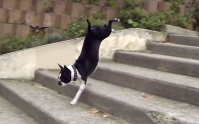 Dogs Who Don't Understand How Stairs Work