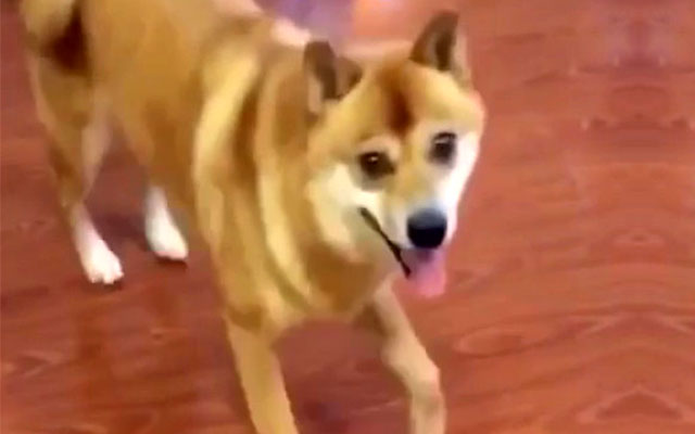 dog dancing to toto africa